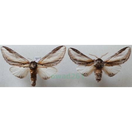Pheosia tremula (Clerck, 1759) pair Garbatka osinówka Czech86l